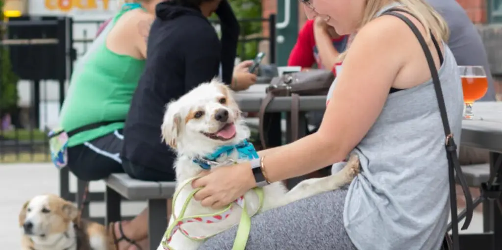 Dog-Friendly Brewery in Cleveland | Terrestrial Brewing Dogs Welcome 1 dog freindly brunch