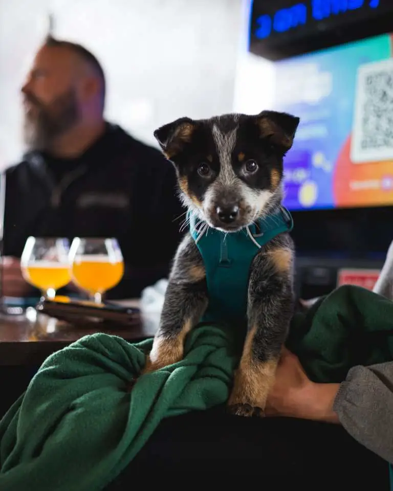 Terrestrial Brewing | Cleveland Craft Brewery with Dog-Friendly Patio 3 dog friendly pub terrestrial brewing (42)