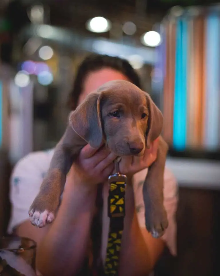 Terrestrial Brewing | Cleveland Craft Brewery with Dog-Friendly Patio 4 dog friendly pub terrestrial brewing (47)