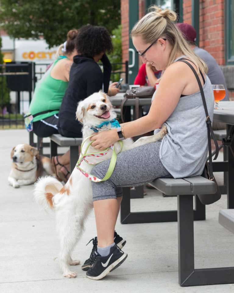 dog friendly pub terrestrial brewing (8)