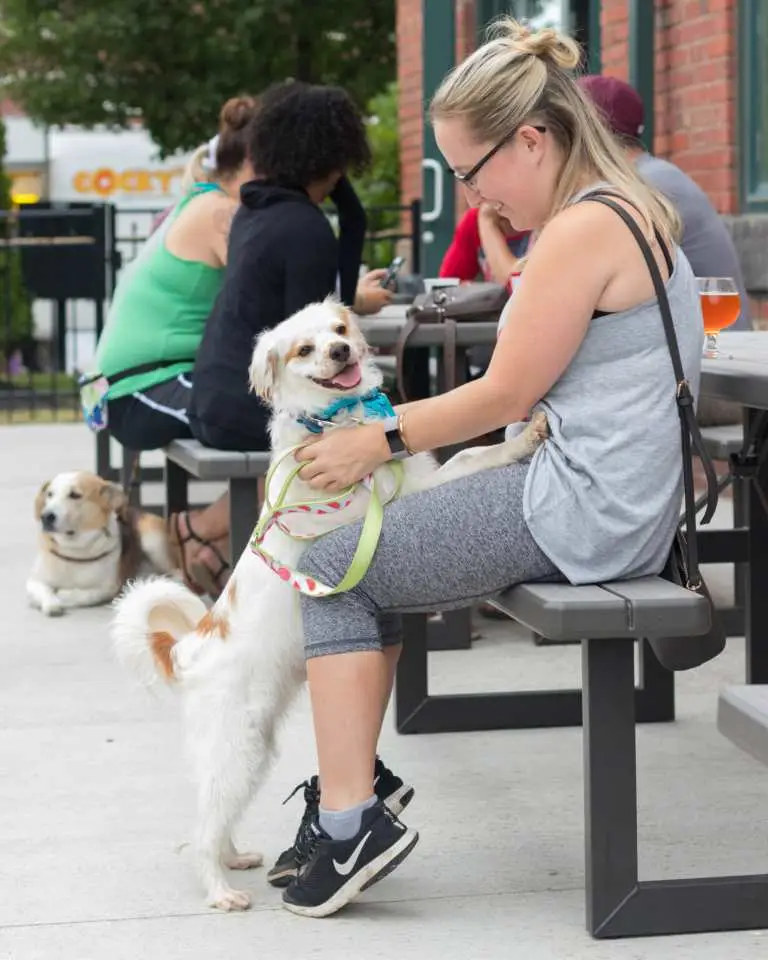 Paws, Pints & the Towpath: Cleveland’s Perfect Stop for Dogs, Families, and Craft Beer Lovers 4 dog friendly pub terrestrial brewing (8)